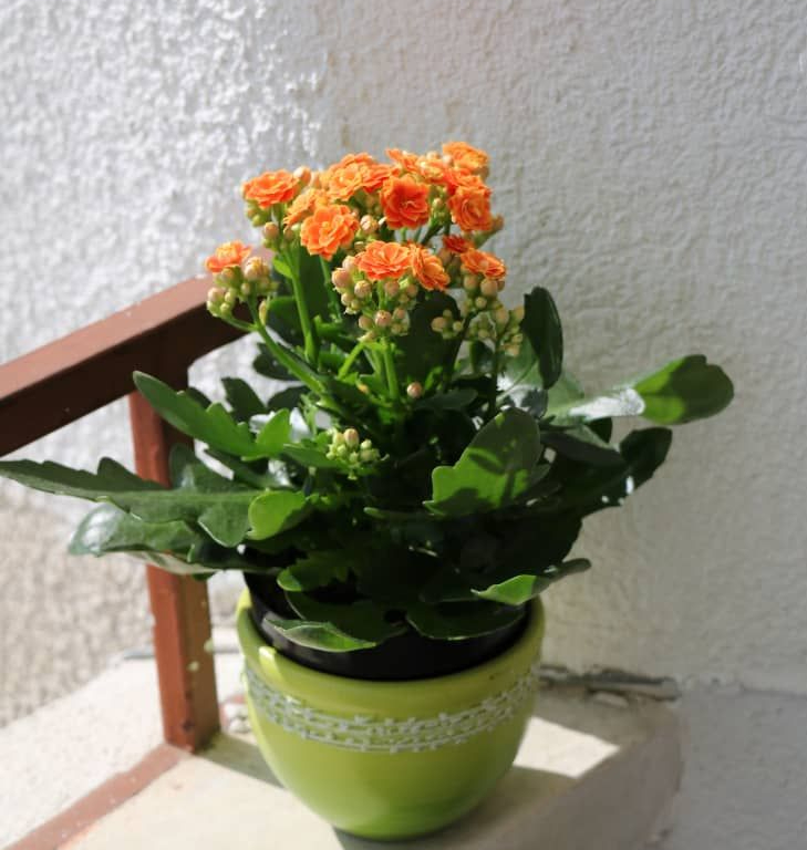 Kalanchoe Is the Most Popular Succulent You’ve Never Heard Of.jpeg