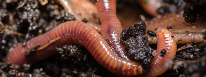 worm-compost.jpg
