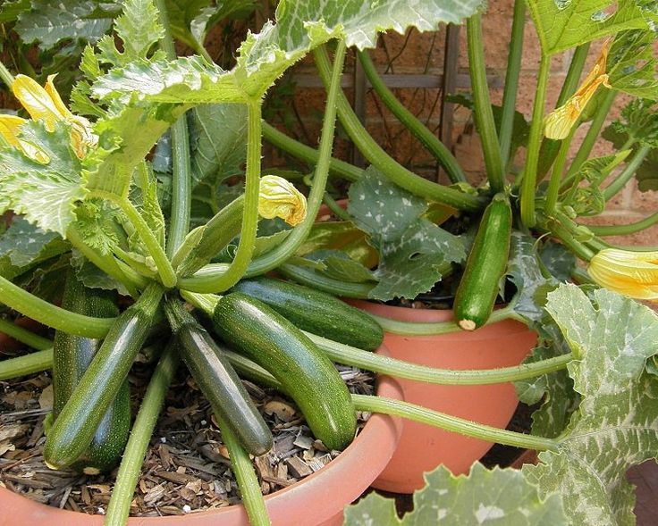 Best & Most Productive Vegetables to Grow in Pots.jpeg
